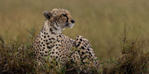 Wet-Through-but-Watchful-by-Phil-Loveday-18