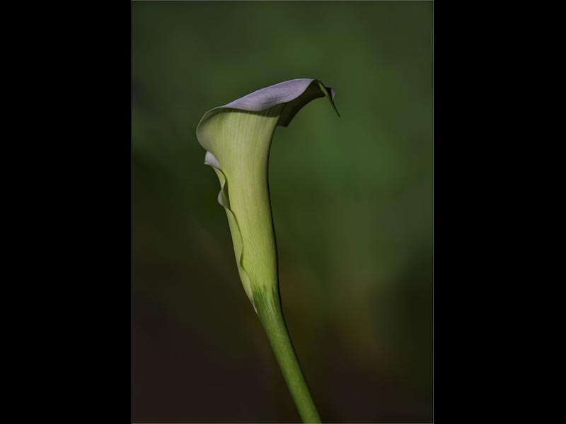 Cala-Lily-Pure-Art-by-Pauline-Wellings-19