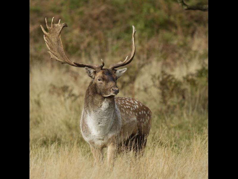 Fallow-Deer-Stag-by-John-Chapman-20