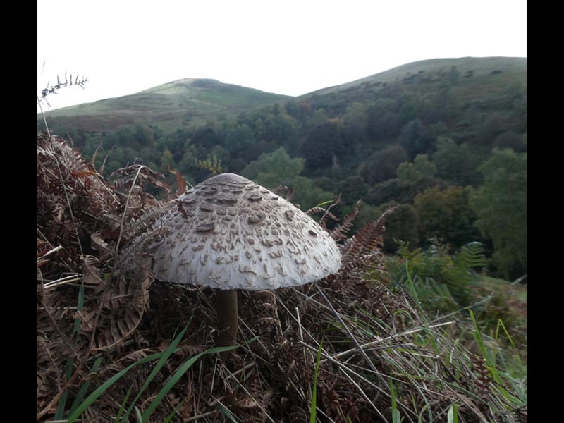 Fungi-Hill-by-by-David-Wolverson-18