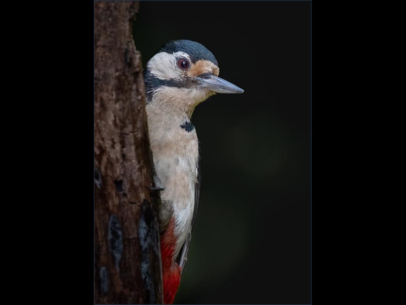 Great-Spotted-Woodpecker-by-David-Talbot-20
