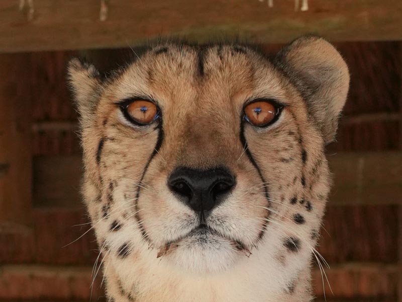 Portrait-of-a-Rescued-Cheetah-by-John-Chapman-18