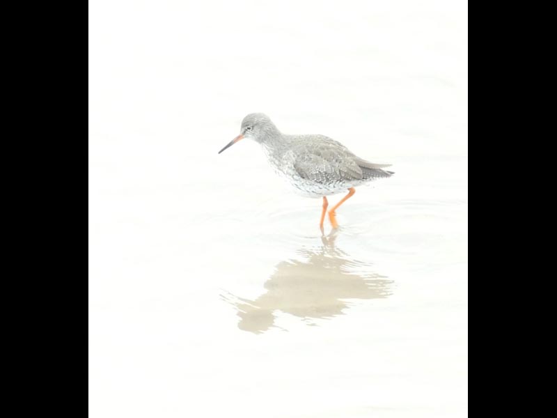 Redshank-by-David-Wolverson-20