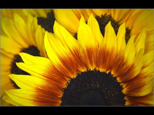 Here-Comes-the-Sun-by-Sally-Neville-19