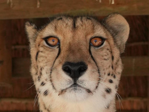 Portrait-of-a-Rescued-Cheetah-by-John-Chapman-18