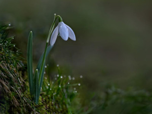 Purity-in-Morning-Dew-by-Jill-Bunn-18