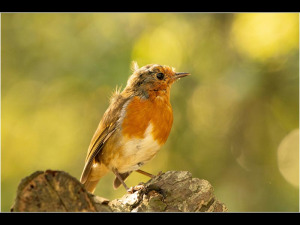 Ragged-Robin-by-Phil-Loveday-18