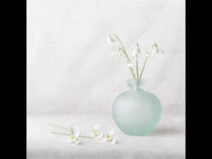 Snowdrops-by-Dominic-Rodgers-19